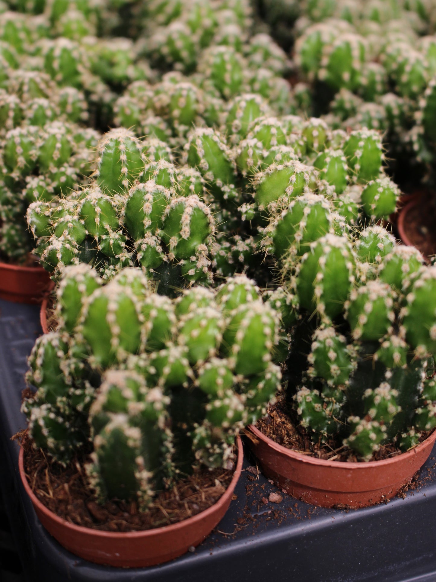 Moonlight Cactus