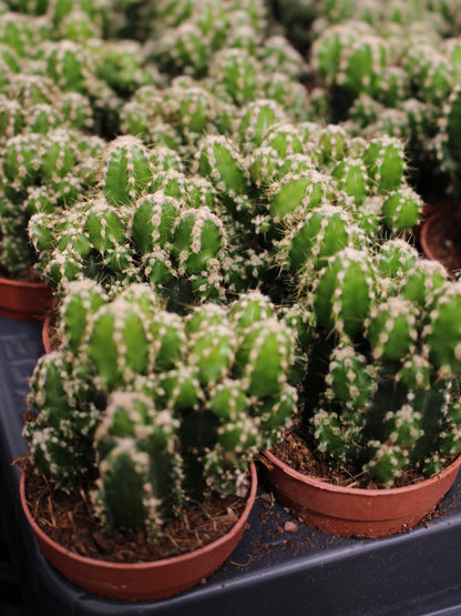 Moonlight Cactus