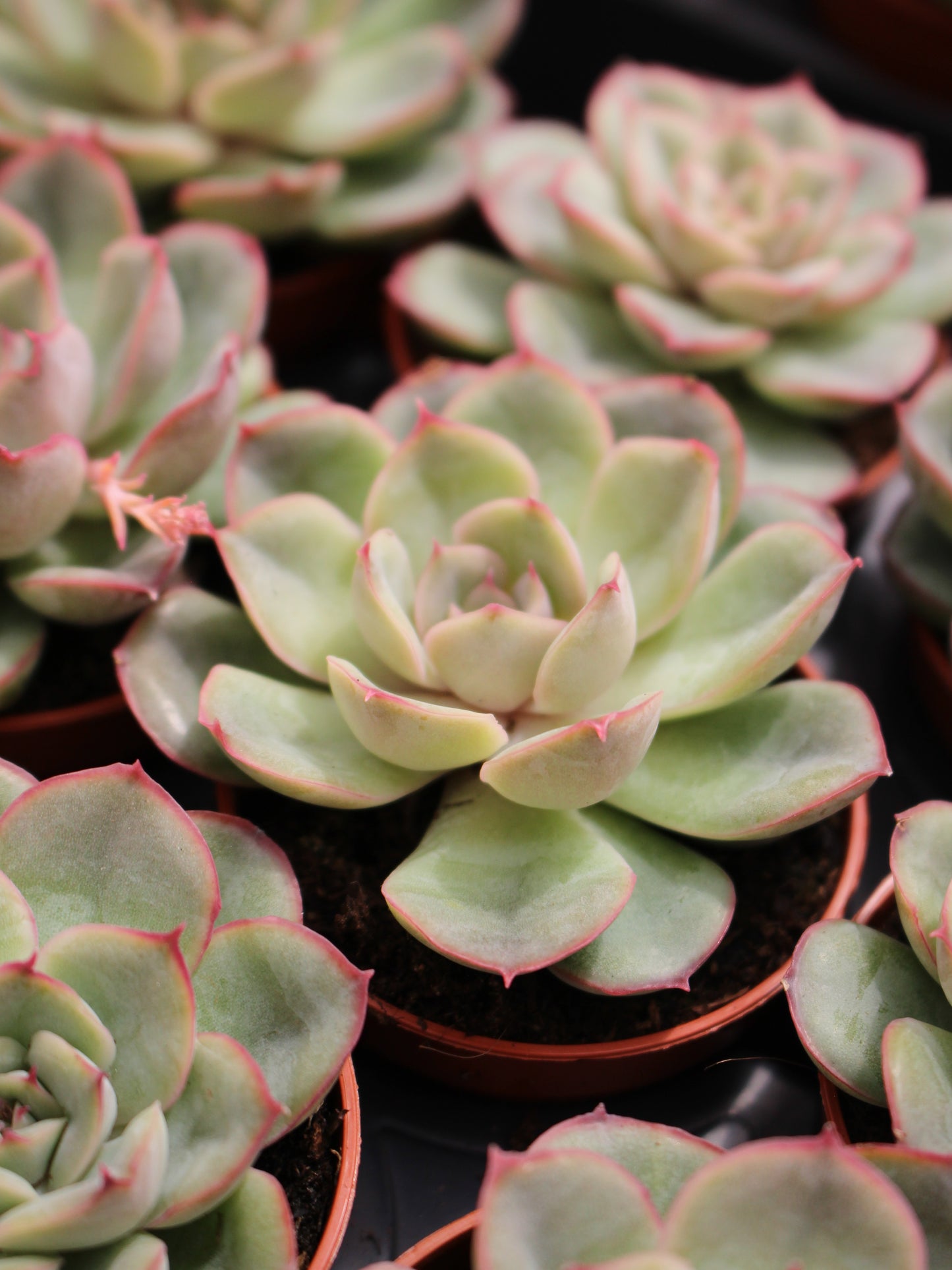 Pink Margin Echeveria