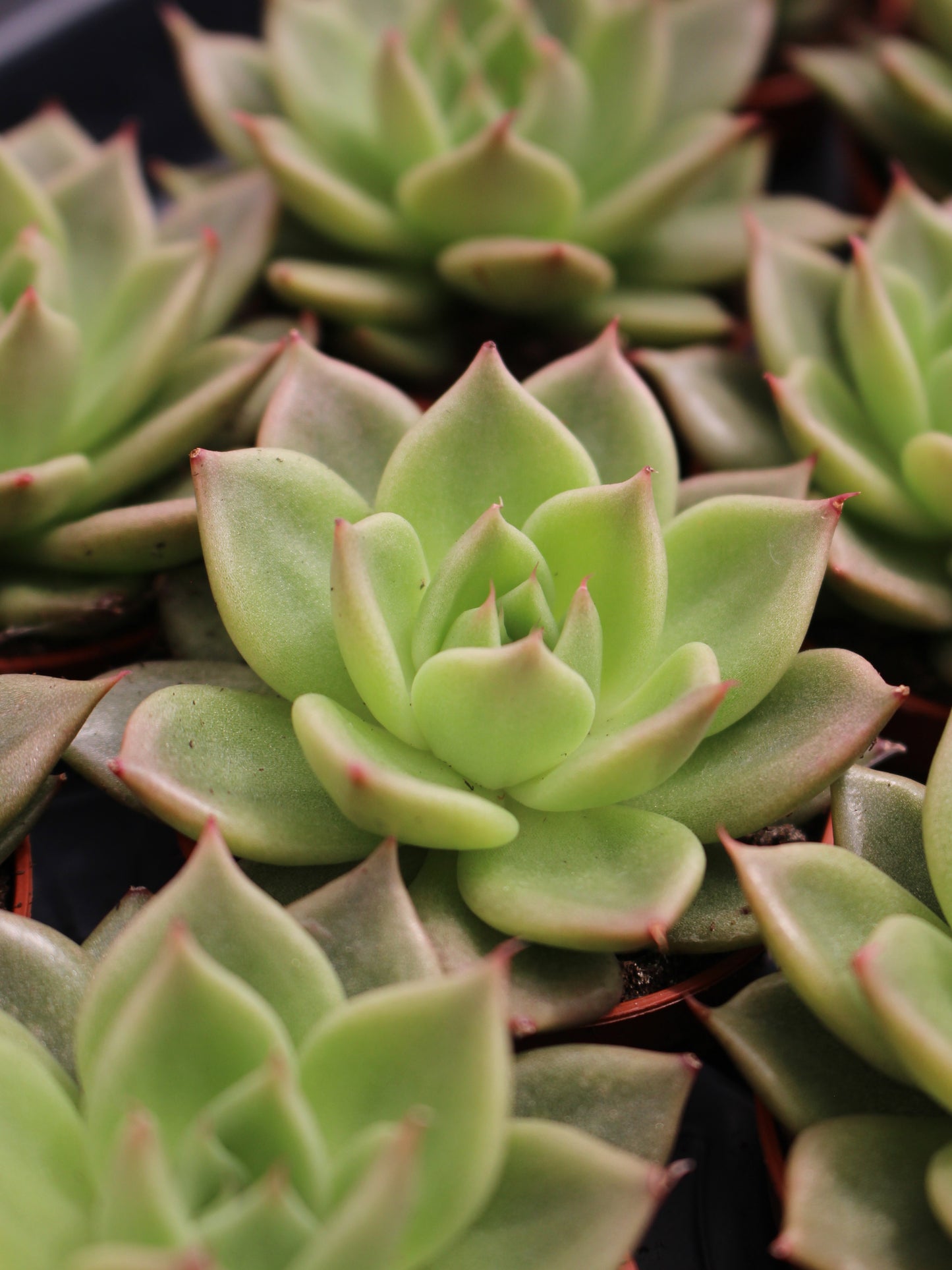 Purple Margin Echeveria