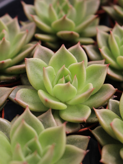 Purple Margin Echeveria