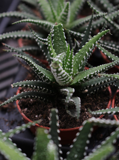 Haworthia