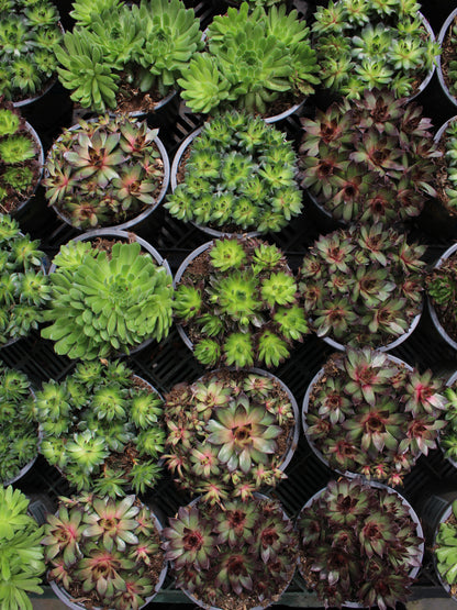 Houseleek Succulents