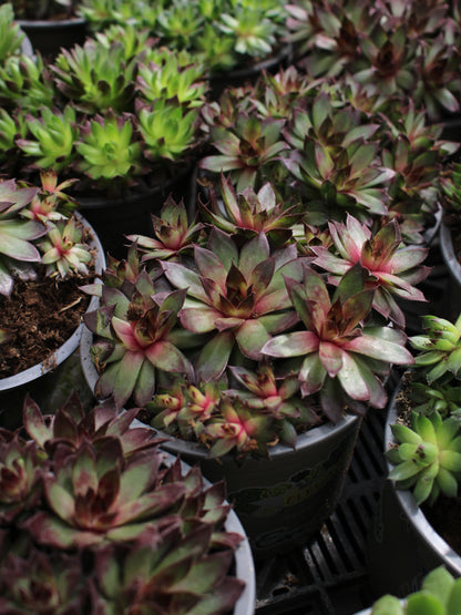 Houseleek Succulents