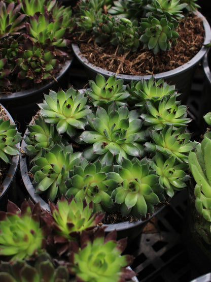 Houseleek Succulents
