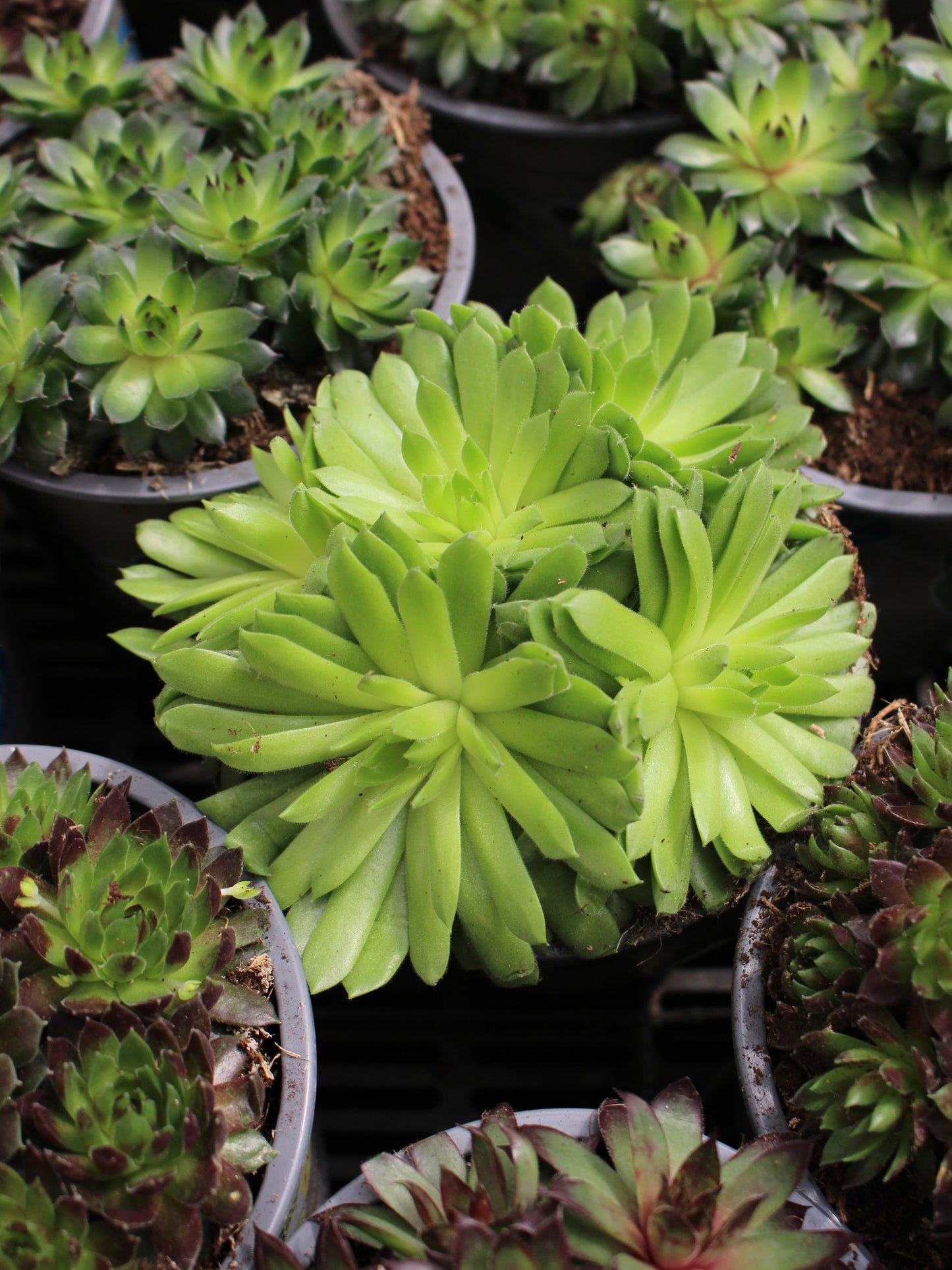 Houseleek Succulents