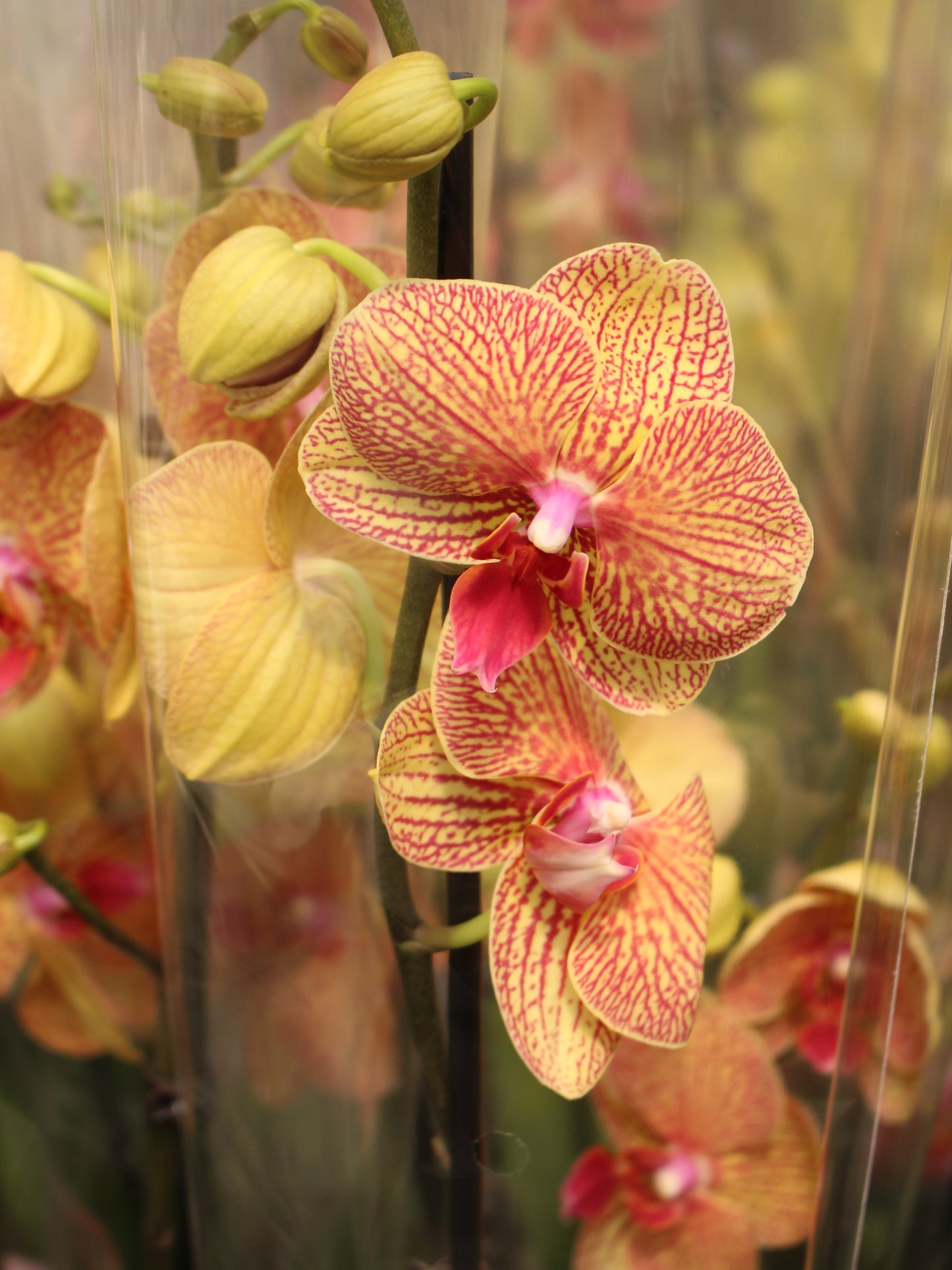 Moth Orchid