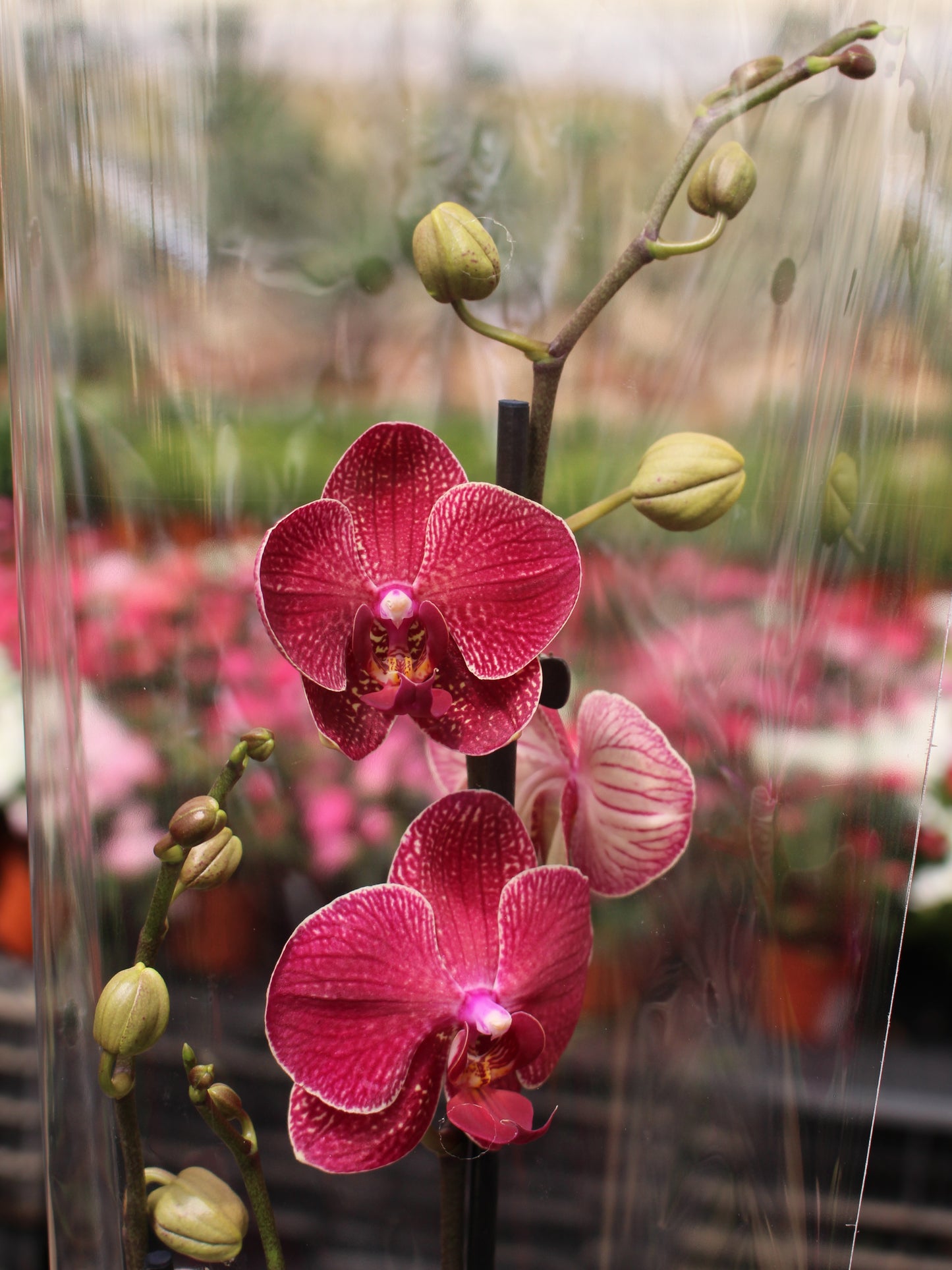 Moth Orchid