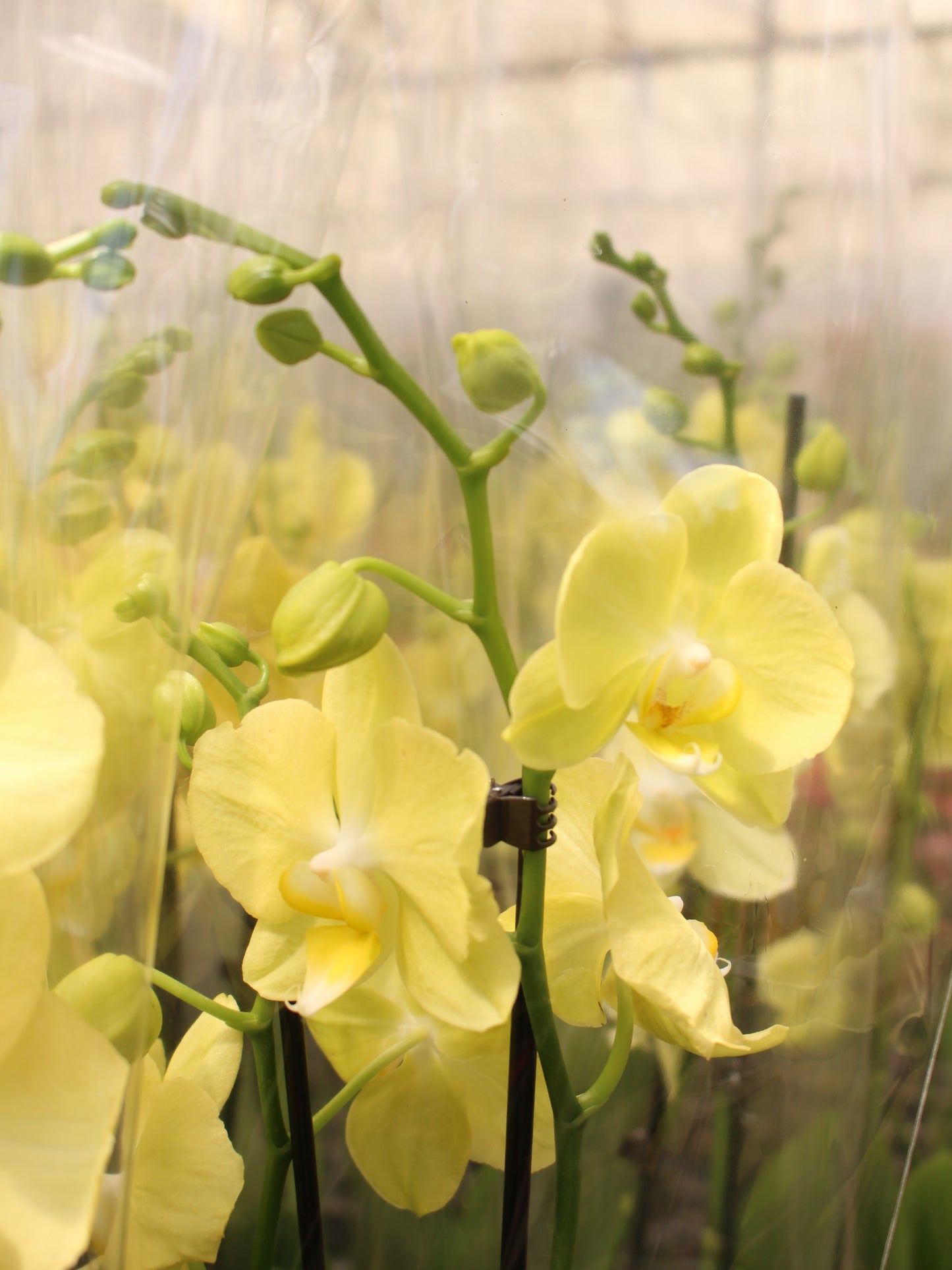 Moth Orchid