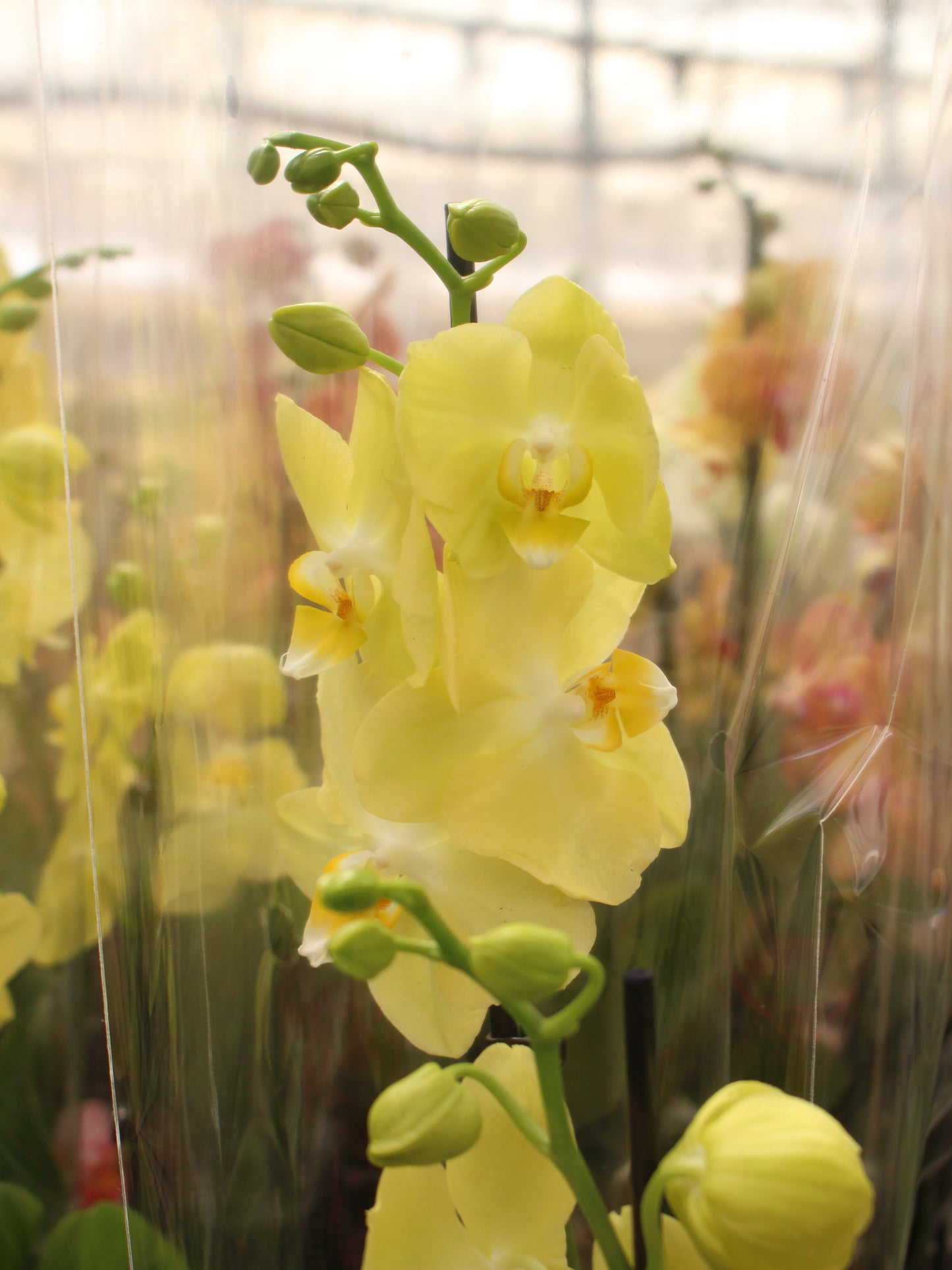 Yellow Moth Orchid