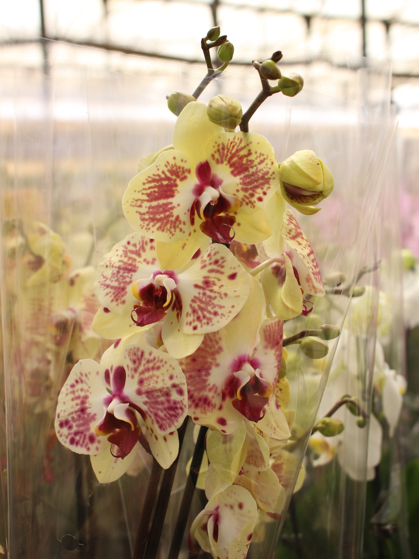 Moth Orchid