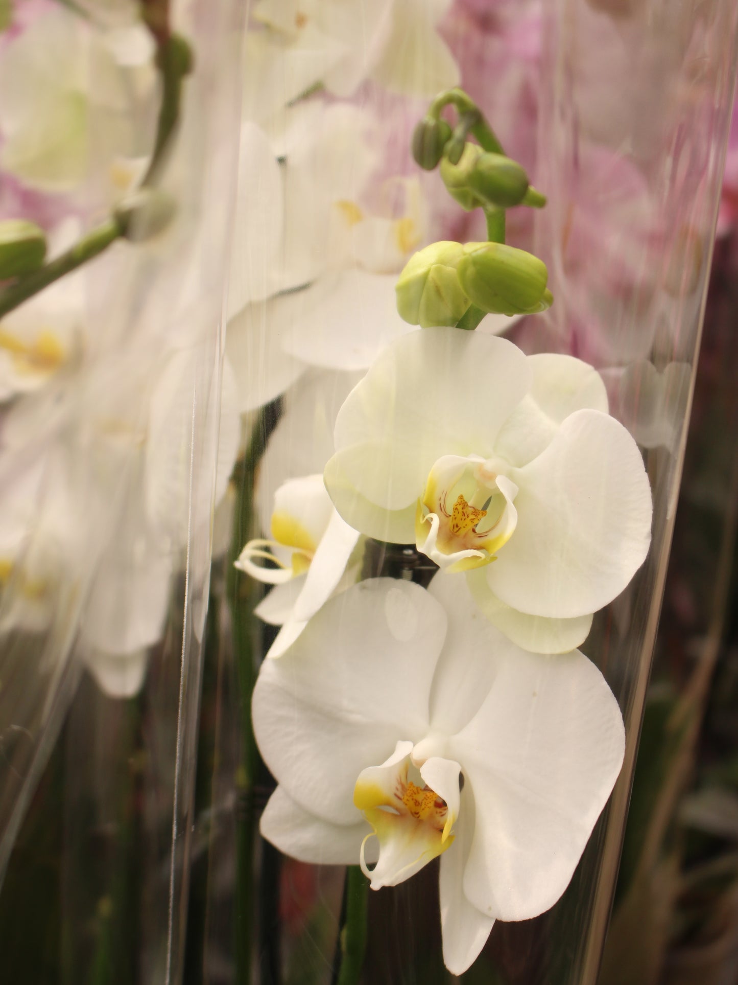 Moth Orchid
