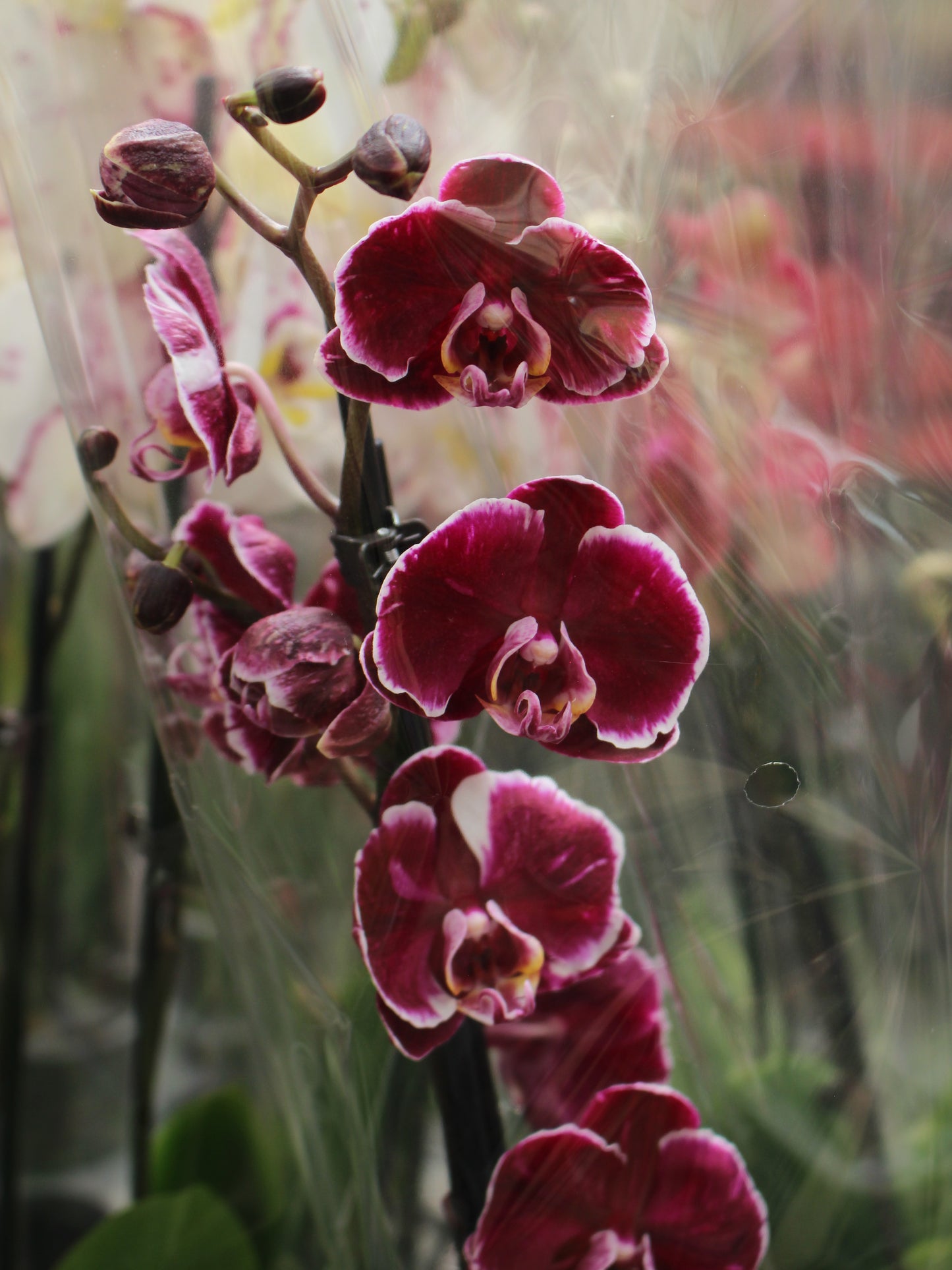 Moth Orchid