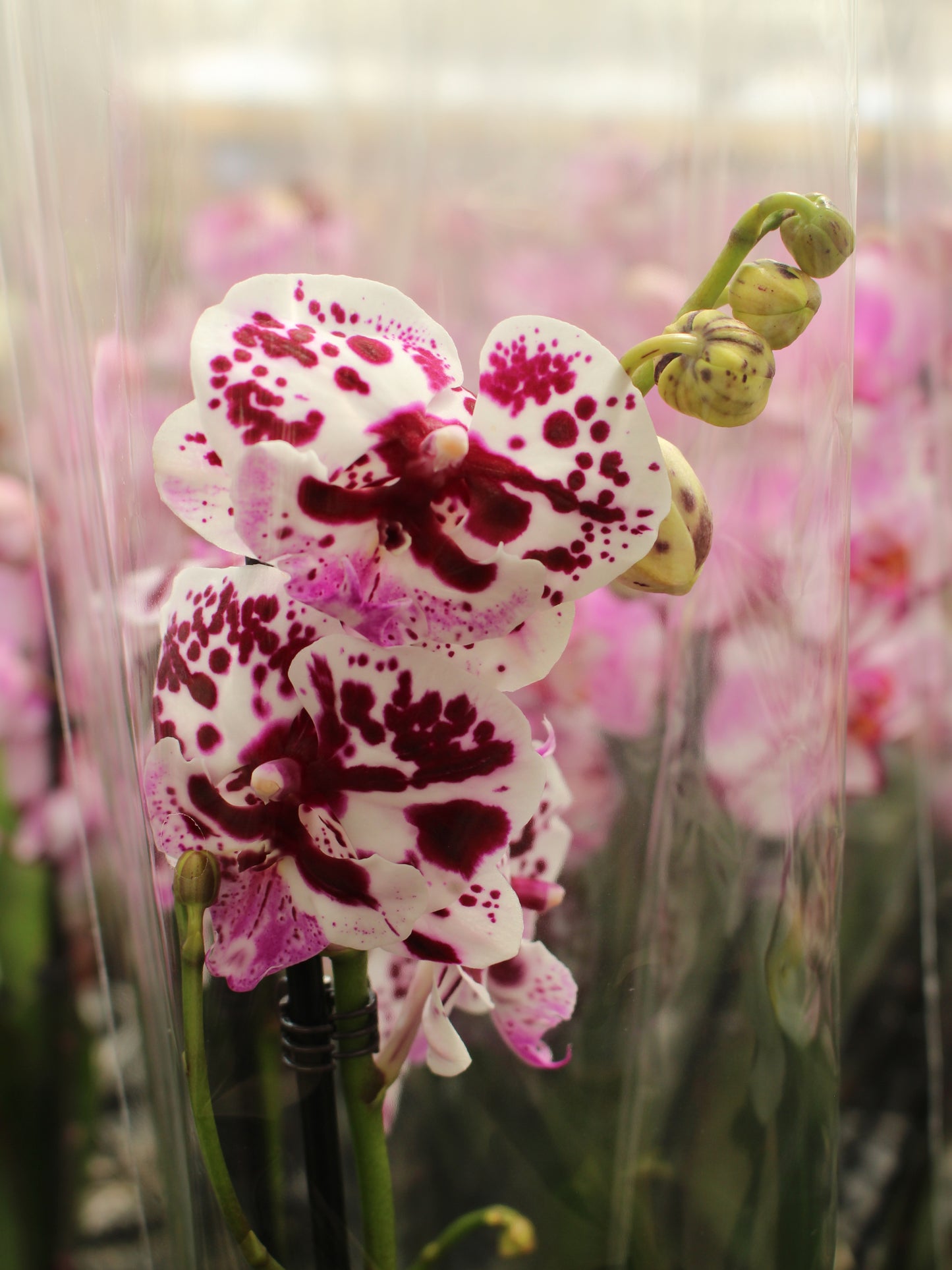 Patchy White Moth Orchid