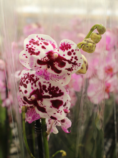 Patchy White Moth Orchid