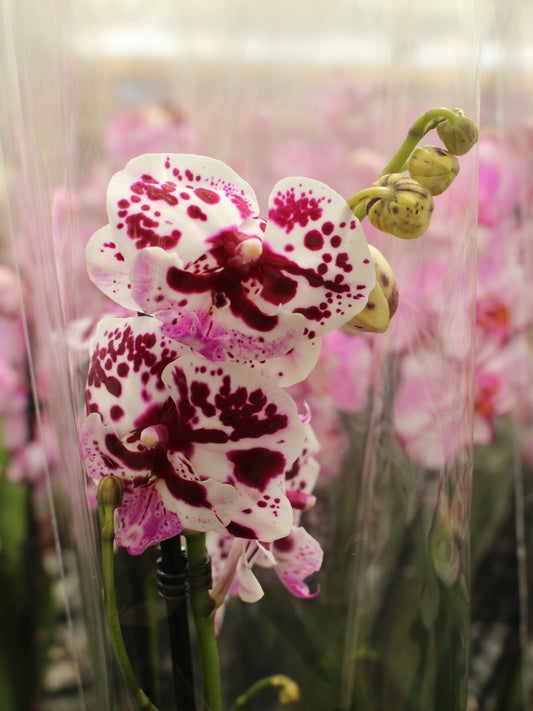 Patchy White Moth Orchid