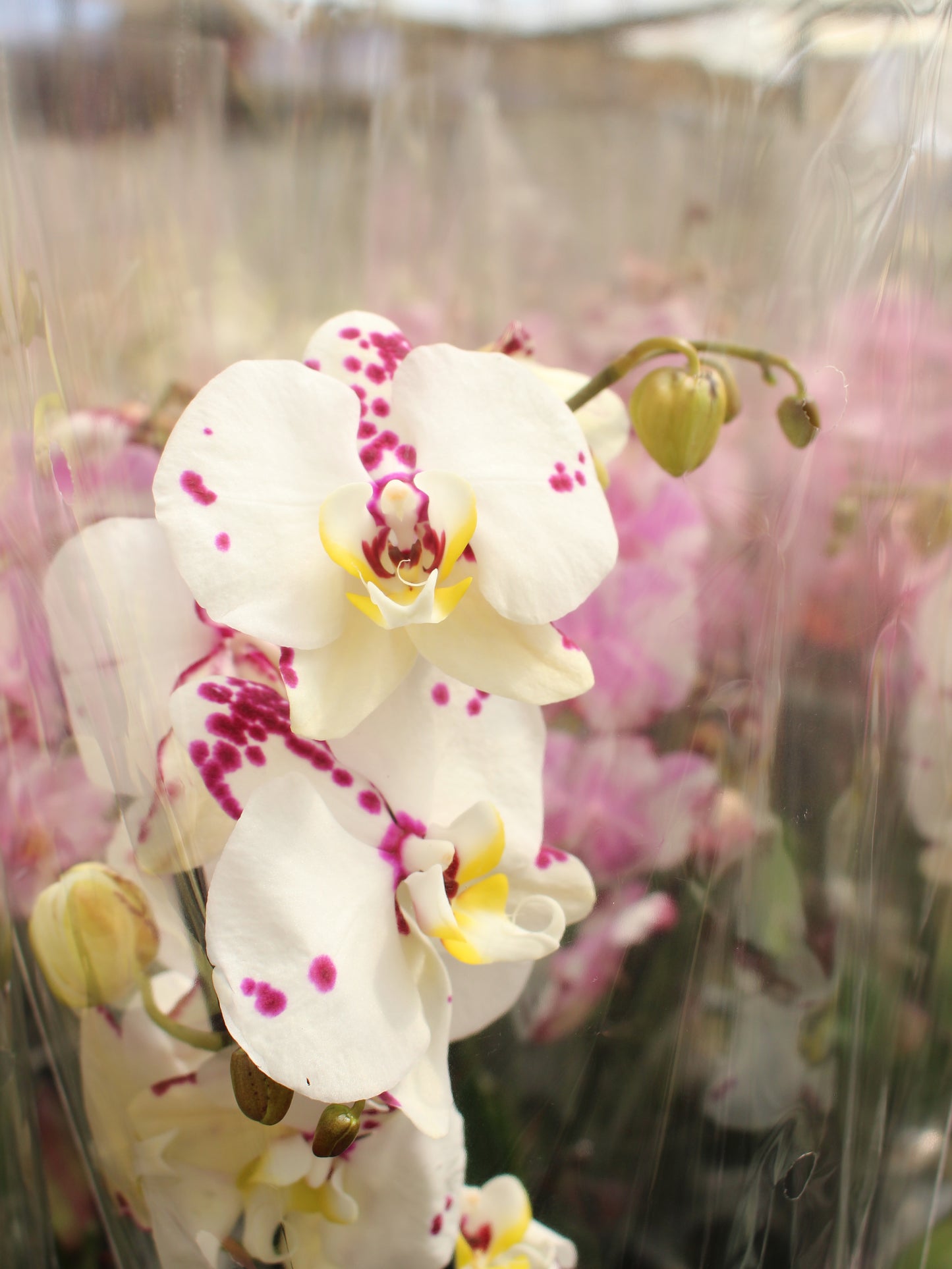 Pink Core Moth Orchid