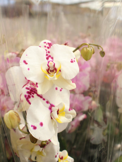 Pink Core Moth Orchid