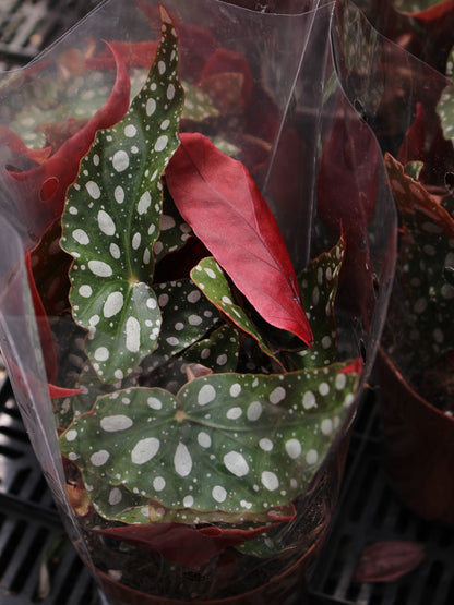 Begonia Maculata