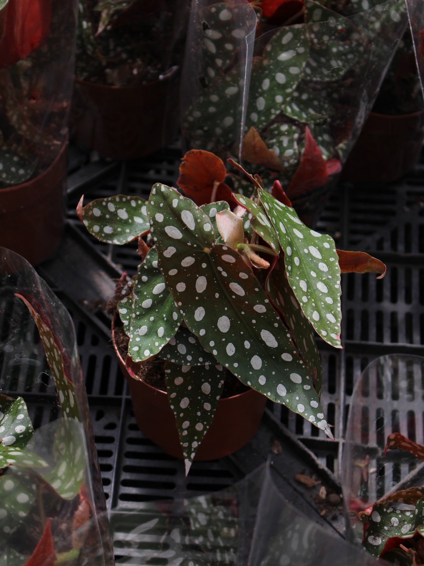 Begonia Maculata