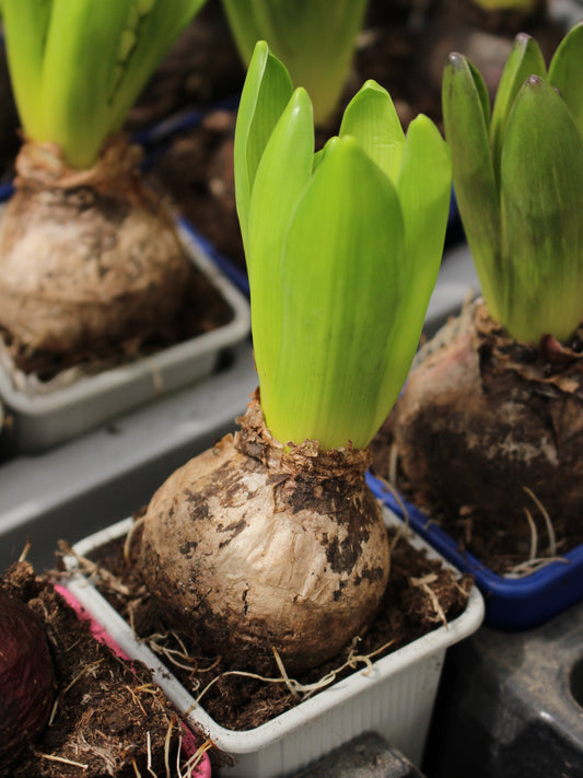 Hyacinth