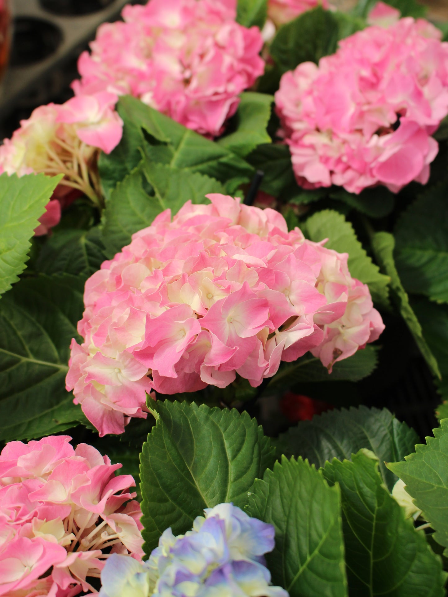 Pink Hydrangea