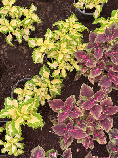 Coleus