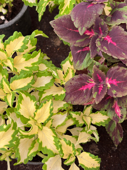 Coleus