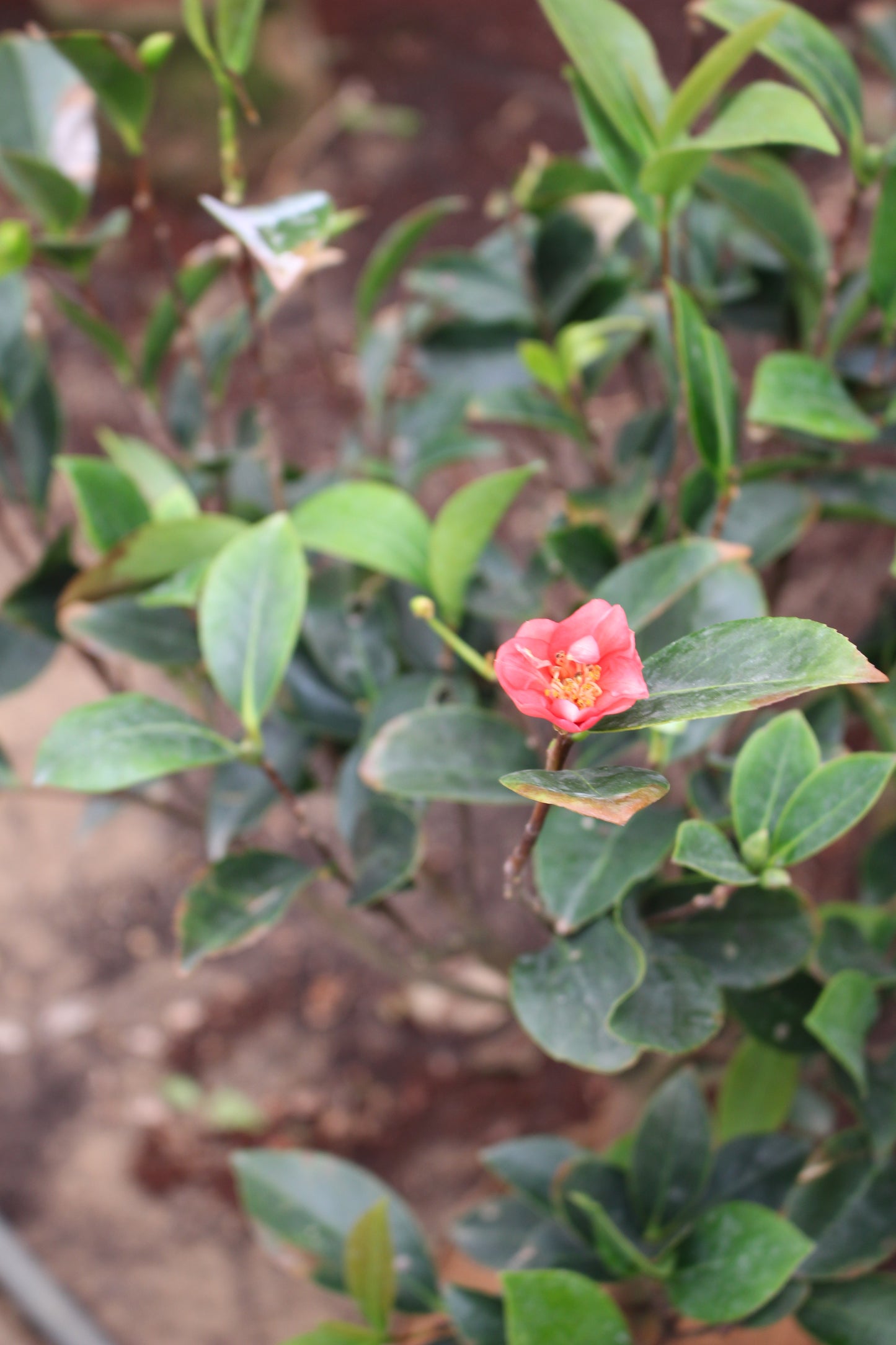 Camellia