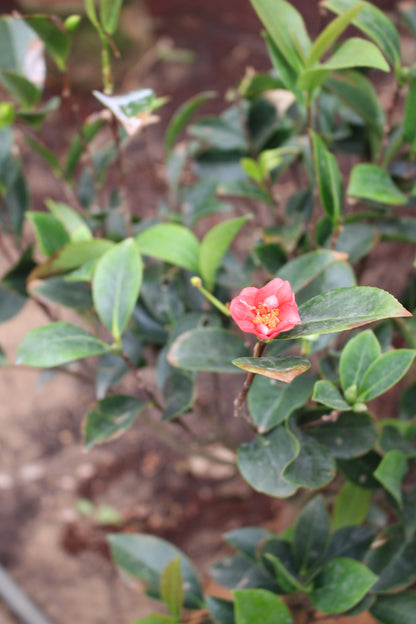 Camellia