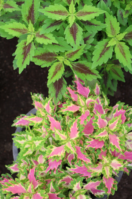 Coleus