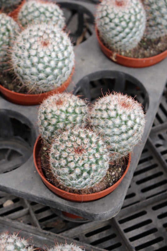 Cotton Ball Cactus