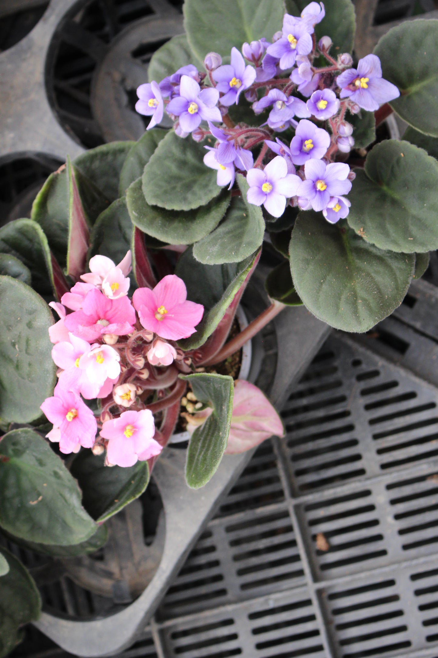 African Violet