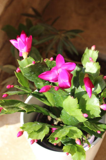Holiday Cactus