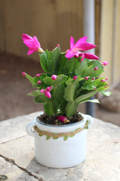 Holiday Cactus