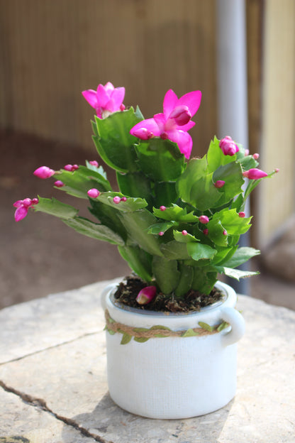 Holiday Cactus