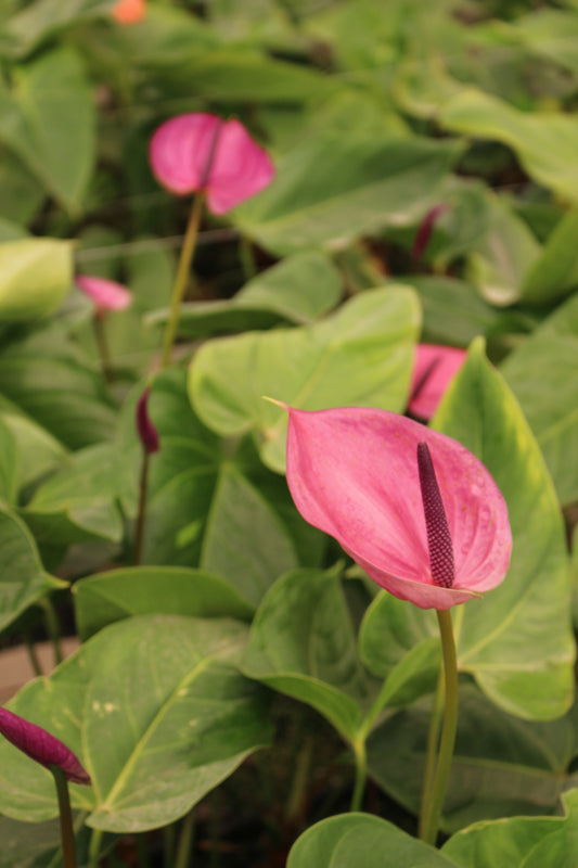 Pink Anthurium