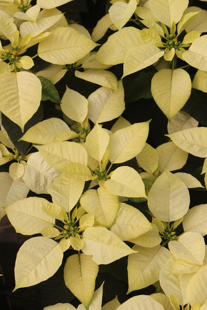 White Poinsettia