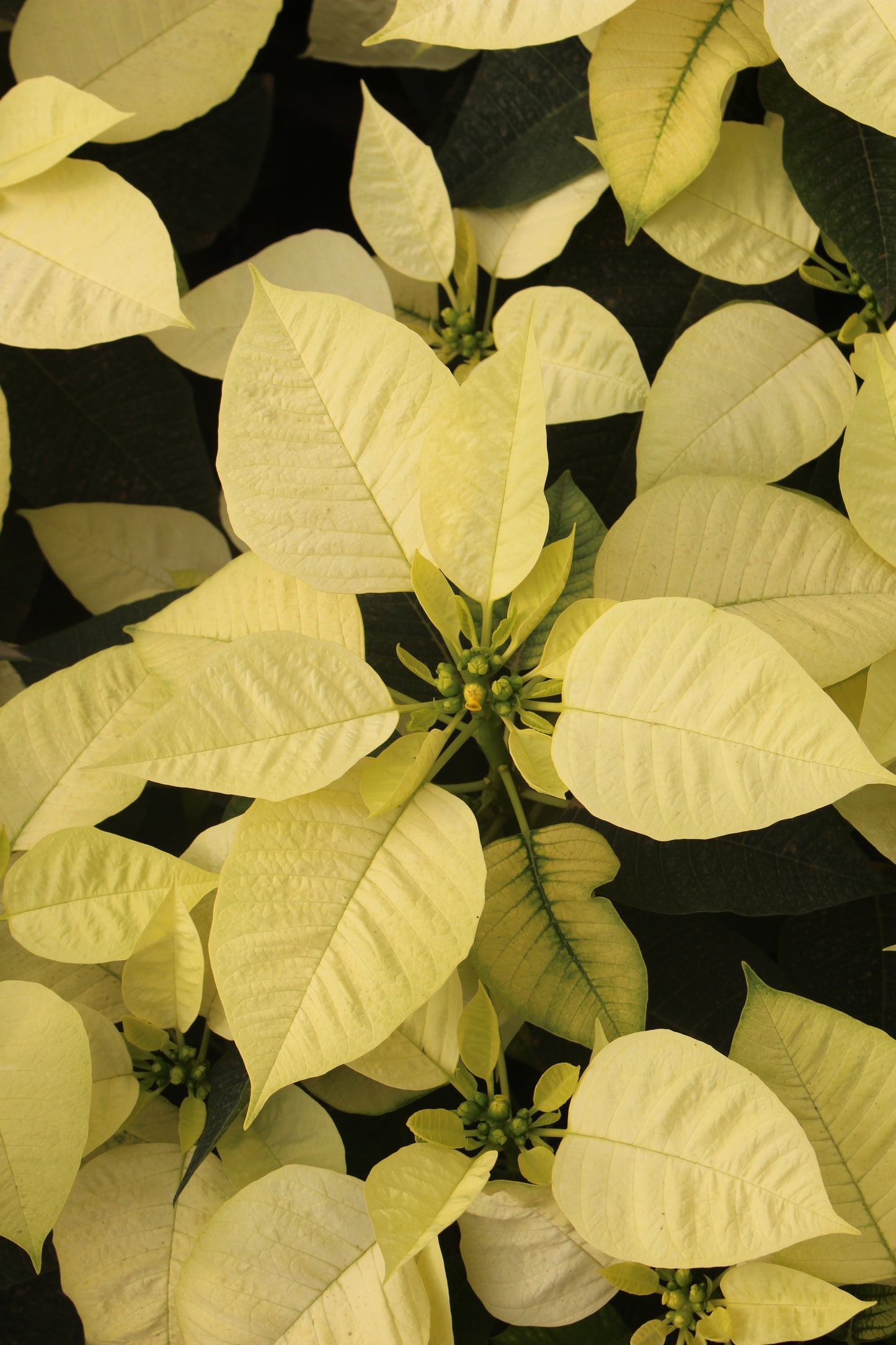White Poinsettia