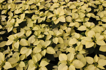 White Poinsettia