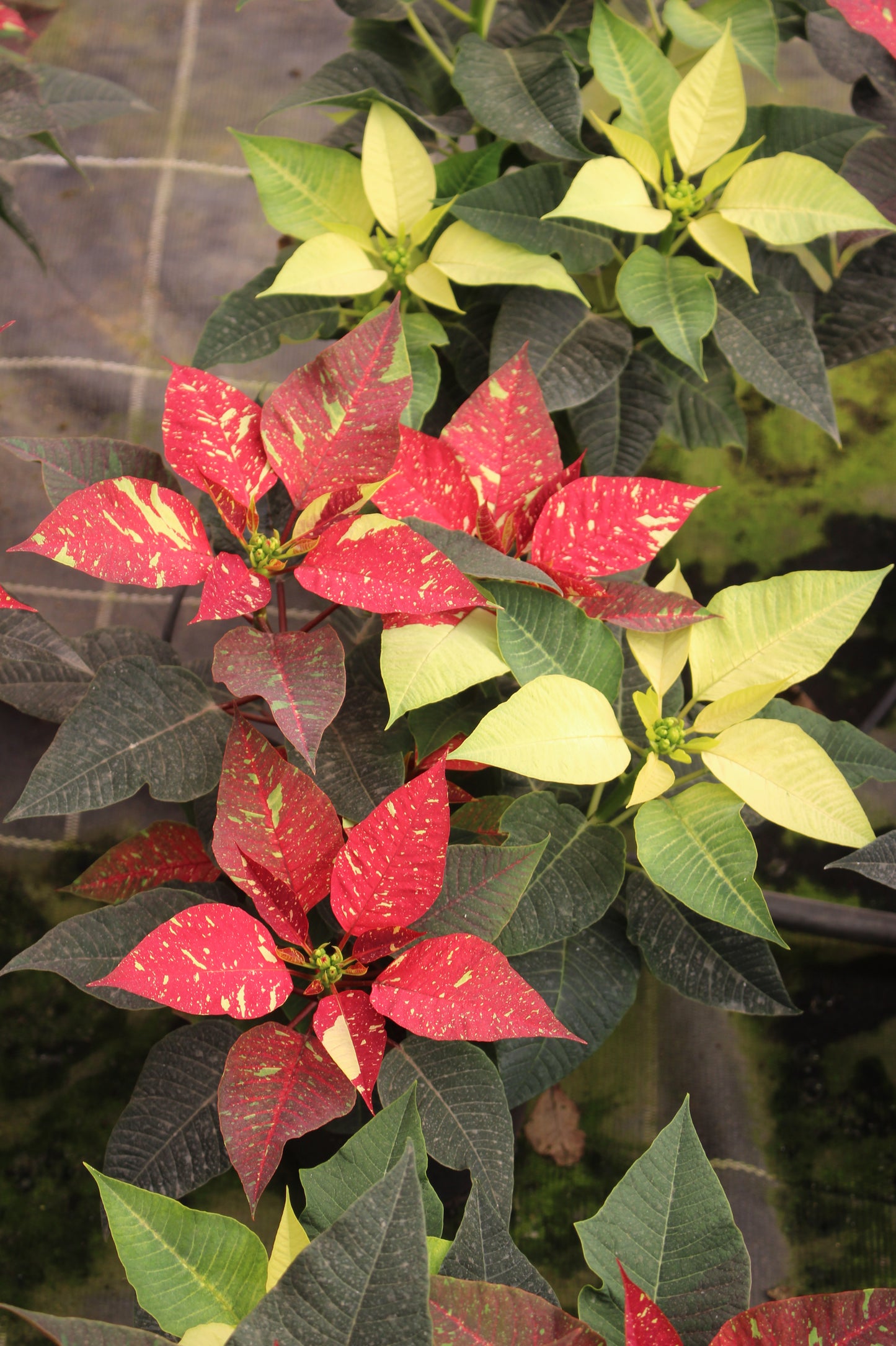 Variegated Poinsettia