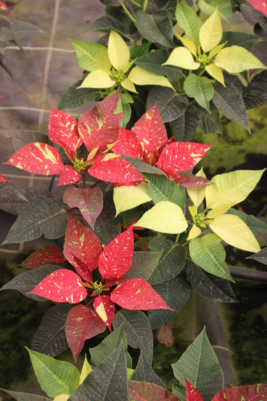 Variegated Poinsettia