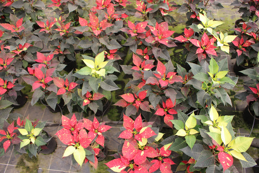 Variegated Poinsettia