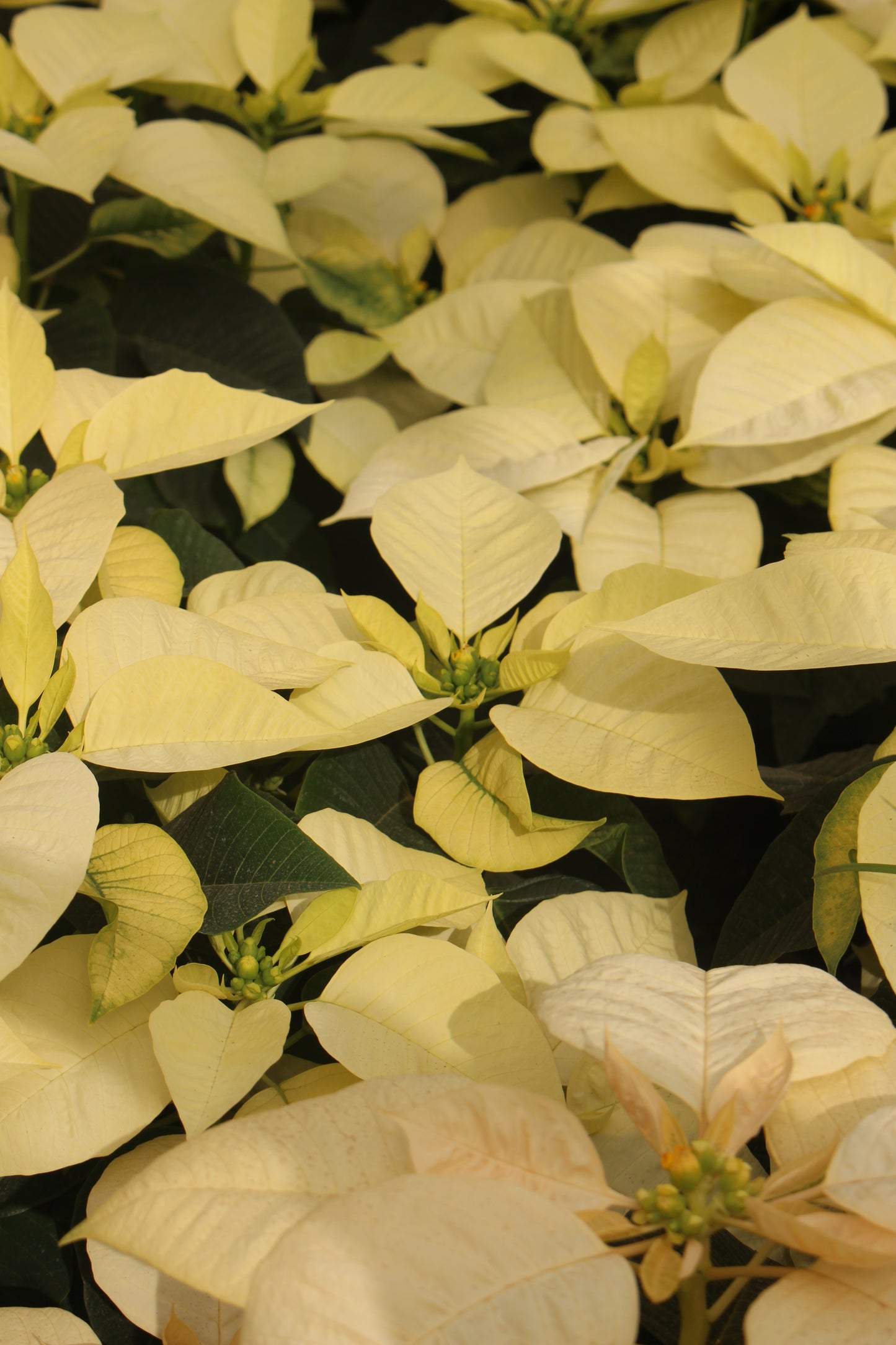 White Poinsettia