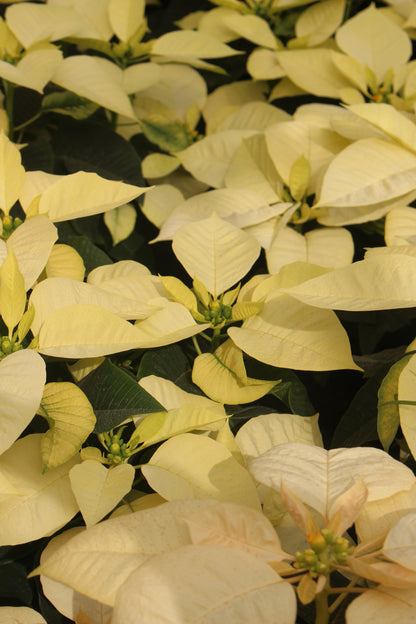 White Poinsettia