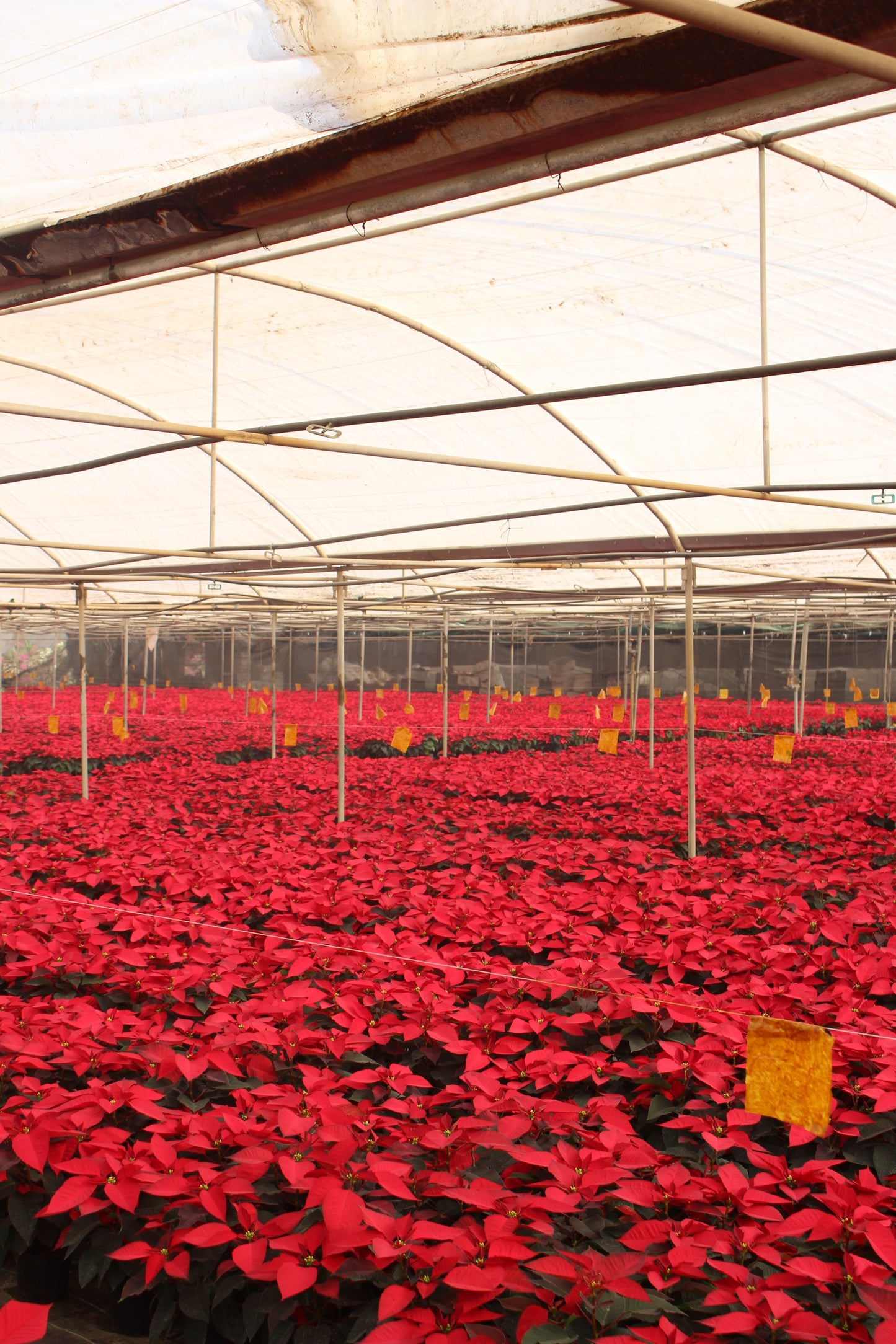 Red Poinsettia