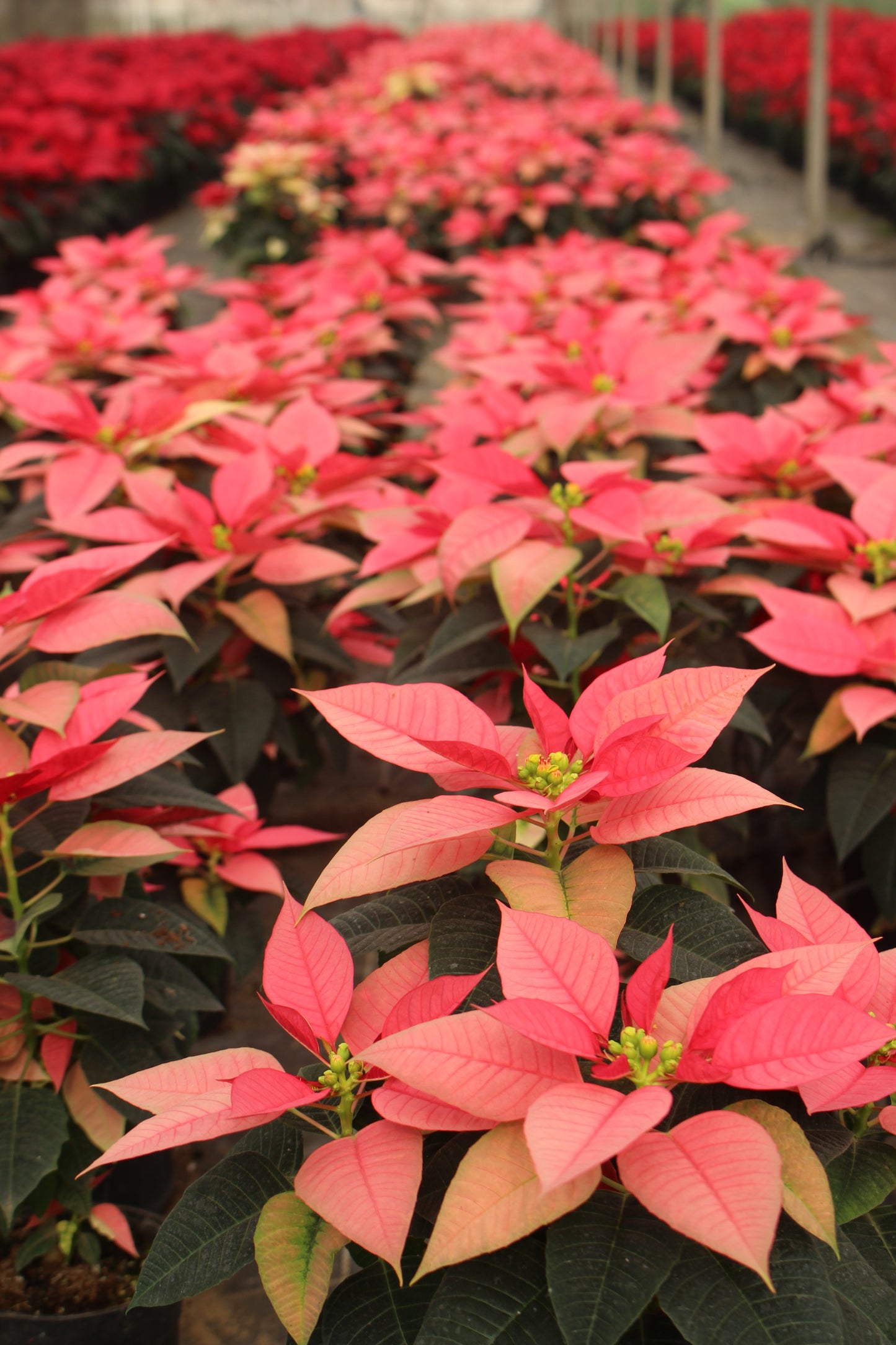 Pink Poinsettia