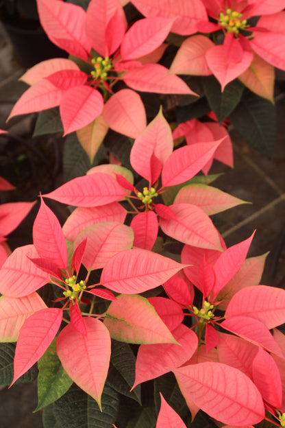 Pink Poinsettia