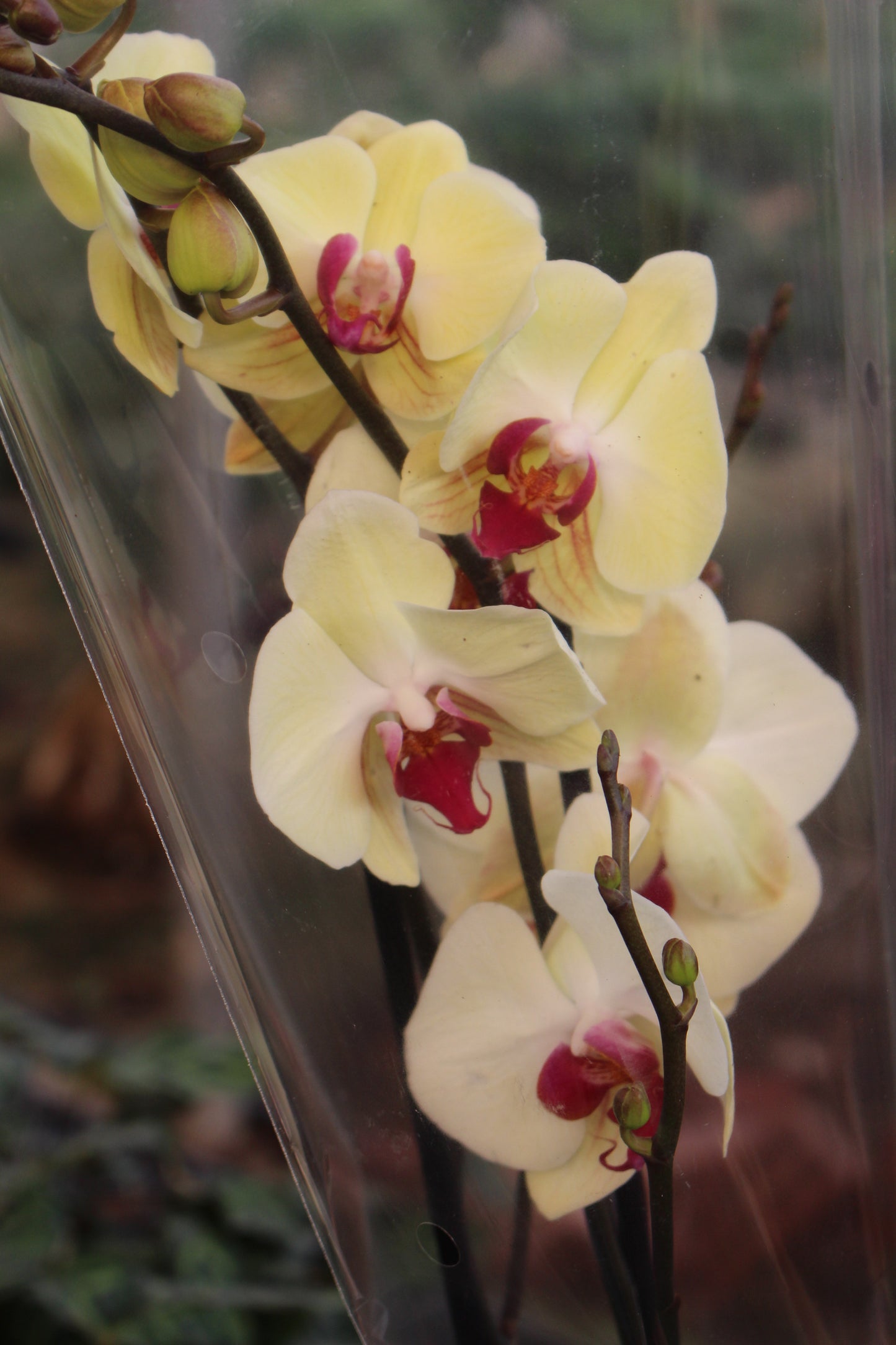 White Moth Orchid