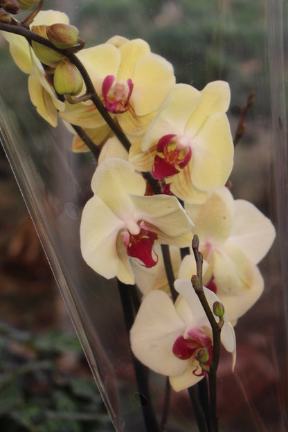 White Moth Orchid